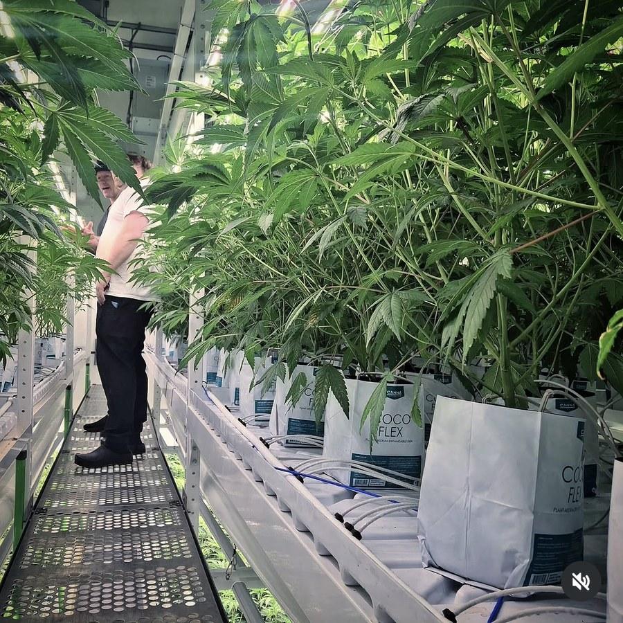 Leaf Cross cultivation